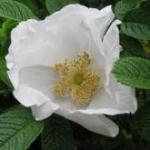 Rosa Rugosa