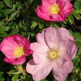 Rosa Rugosa Frau Dagmar Hastrup
