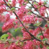 Ribes Sanguineum