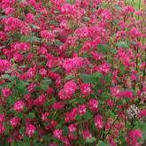 Ribes Sanguineum Red Bross