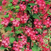 Ribes Sanguinem King Edward VII