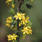 Ribes Odoratum