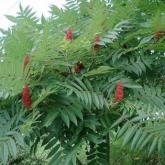 Rhus Typhina