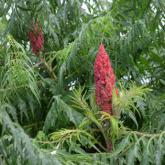 Rhus Typhina Laciniata