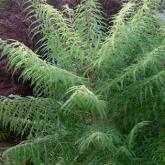 Rhus Typhina Dissecta