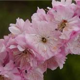 Prunus Triloba