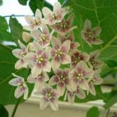 Wattakaka Sinensis