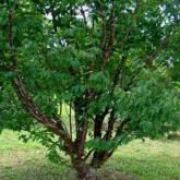 Prunus Serrula