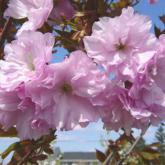 Prunus Serrulata Kanzan