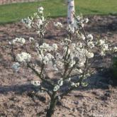 Prunus Persica White Peachy
