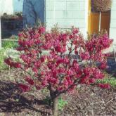 Prunus Persica Red Peachy