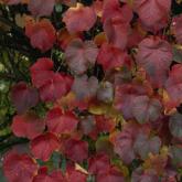 Vitis Coignetiae Vitis Coignetiae