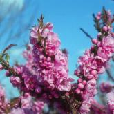 Prunus Persica Pink Peachy