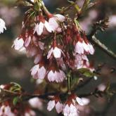 Prunus Okame