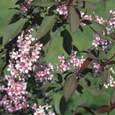Prunus Cistena