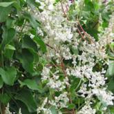 Polygonum Aubertii