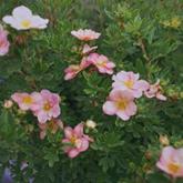Potentilla Fruticosa Lovely Pink
