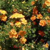 Potentilla Fruticosa Red Joker