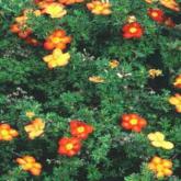 Potentilla Fruticosa Red Ace
