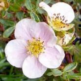 Potentilla Fruticosa Princesse Rose