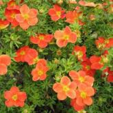 Potentilla Fruticosa Marian Red Robin