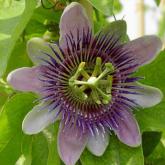Passiflora Quadrangularis