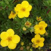 Potentilla Fruticosa Goldfinger