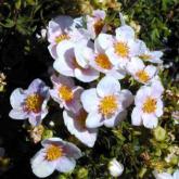 Potentilla Fruticosa Pretty Poly