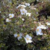 Potentilla Fruticosa Abbostwood