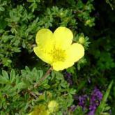 Potentilla Elizabeth