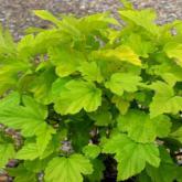 Physocarpus Opulifolius Darts Gold