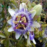 Passiflora Caerulea