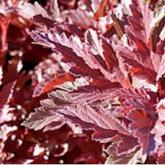 Physocarpus Opulifolius Summer Wine