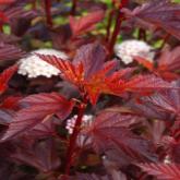 Physocarpus Opulifolius Diable d'Or