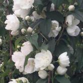 Philadelphus Virginal