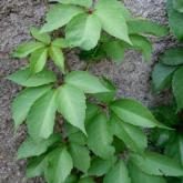 Parthenocissus Quinquefolia Parthenocissus Quinquefolia