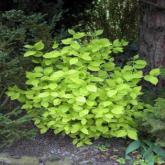 Philadelphus Coronarius Aureus