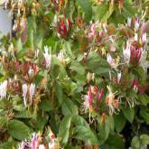 Lonicera Japonica Var. Chinensis