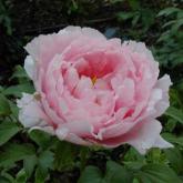 Paeonia Suffruticosa