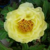 Paeonia Suffruticosa