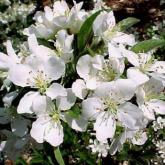 Malus Sargentii Tina