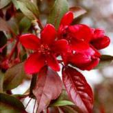 Malus Royalty