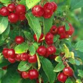 Malus Red Sentinel