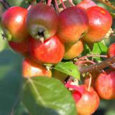 Malus Perpetu Everest
