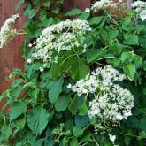 Hydrangea Petiolaris