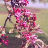 Malus Coccinella Courtarou