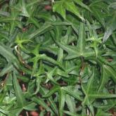 Hedera Helix Sagitifolia