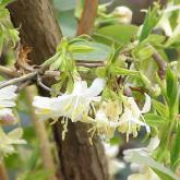 Lonicera Fragantissima
