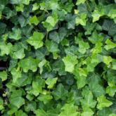 Hedera Helix Hibernica