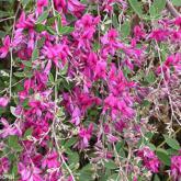 Lespedeza Thunbergii